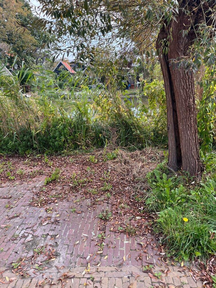 Foto bij melding 5623938 · Openbaar groen