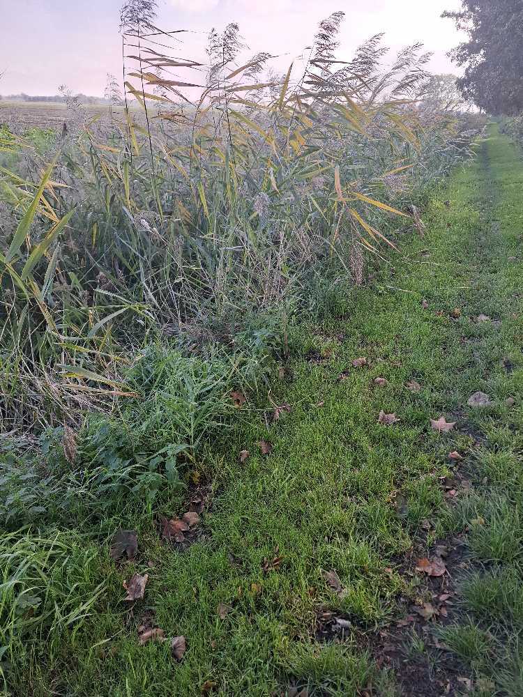 Foto bij melding 5704556 · Openbaar groen