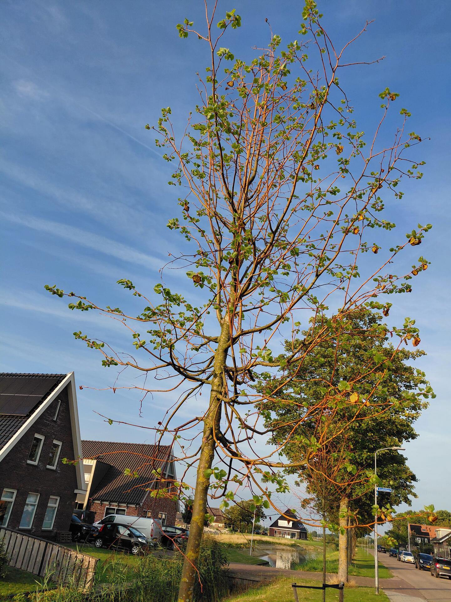 Foto bij melding 5514288 · Openbaar groen