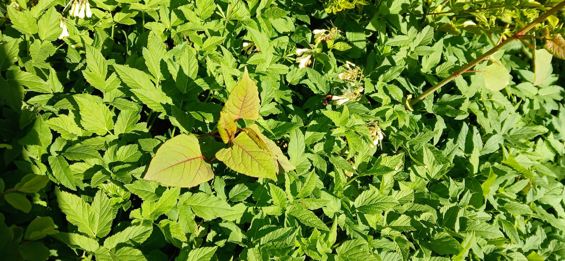 Foto bij melding 5036021 · Openbaar groen