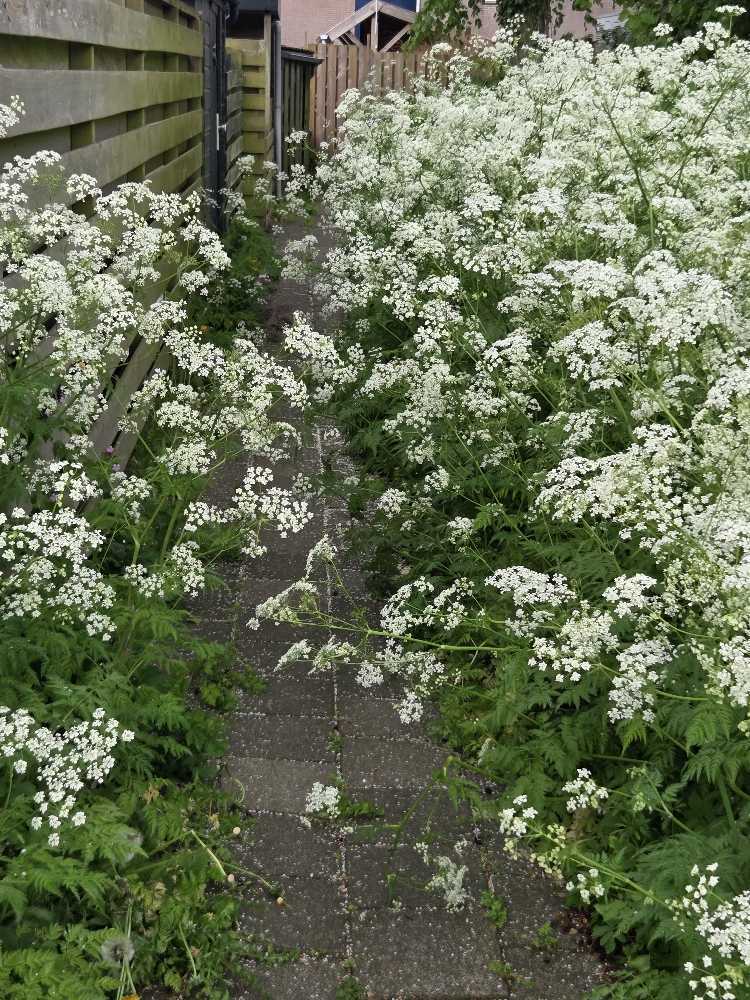 Foto bij melding 5072956 · Openbaar groen