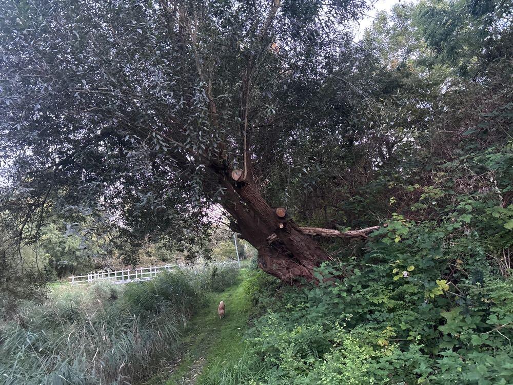 Foto bij melding 5653719 · Openbaar groen