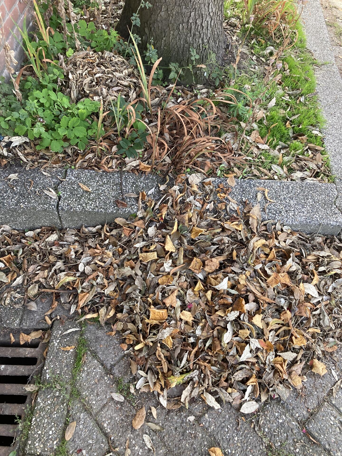 Foto bij melding 5549937 · Groen en bomen