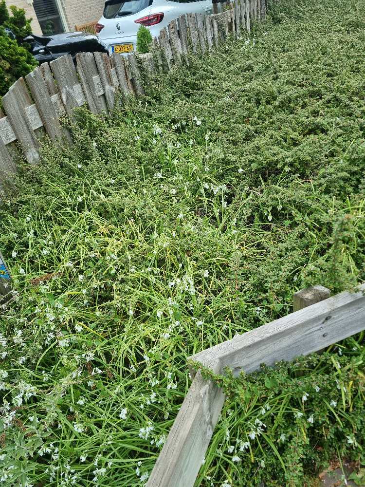 Foto bij melding 5085619 · Openbaar groen