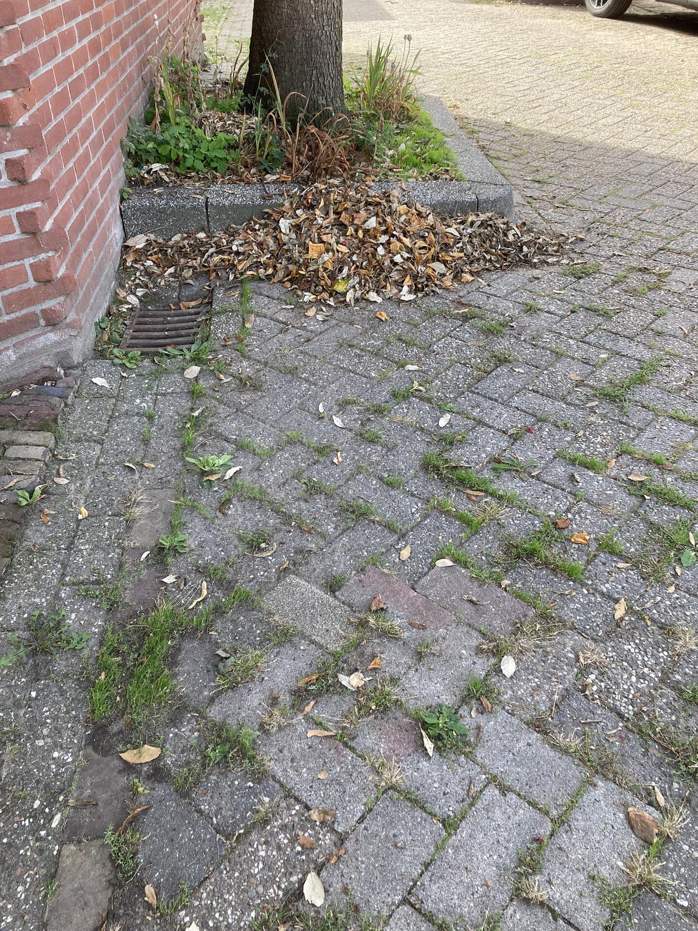 Foto bij melding 5549937 · Groen en bomen