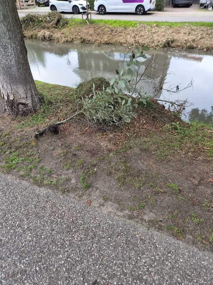 Foto bij melding 5657998 · Openbaar groen