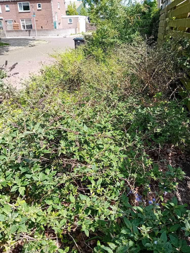Foto bij melding 5128479 · Openbaar groen