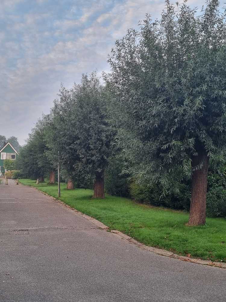 Foto bij melding 5667541 · Openbaar groen