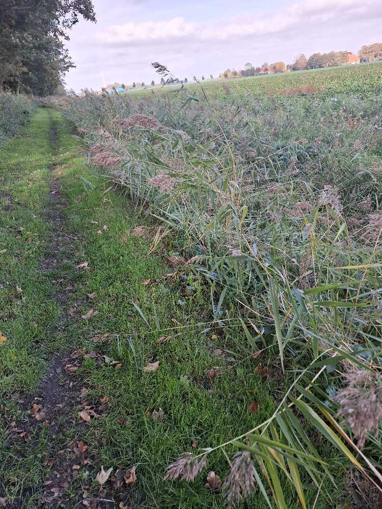 Foto bij melding 5704556 · Openbaar groen
