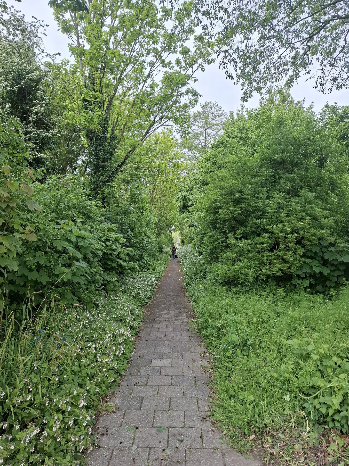 Foto bij melding 5099725 · Openbaar groen