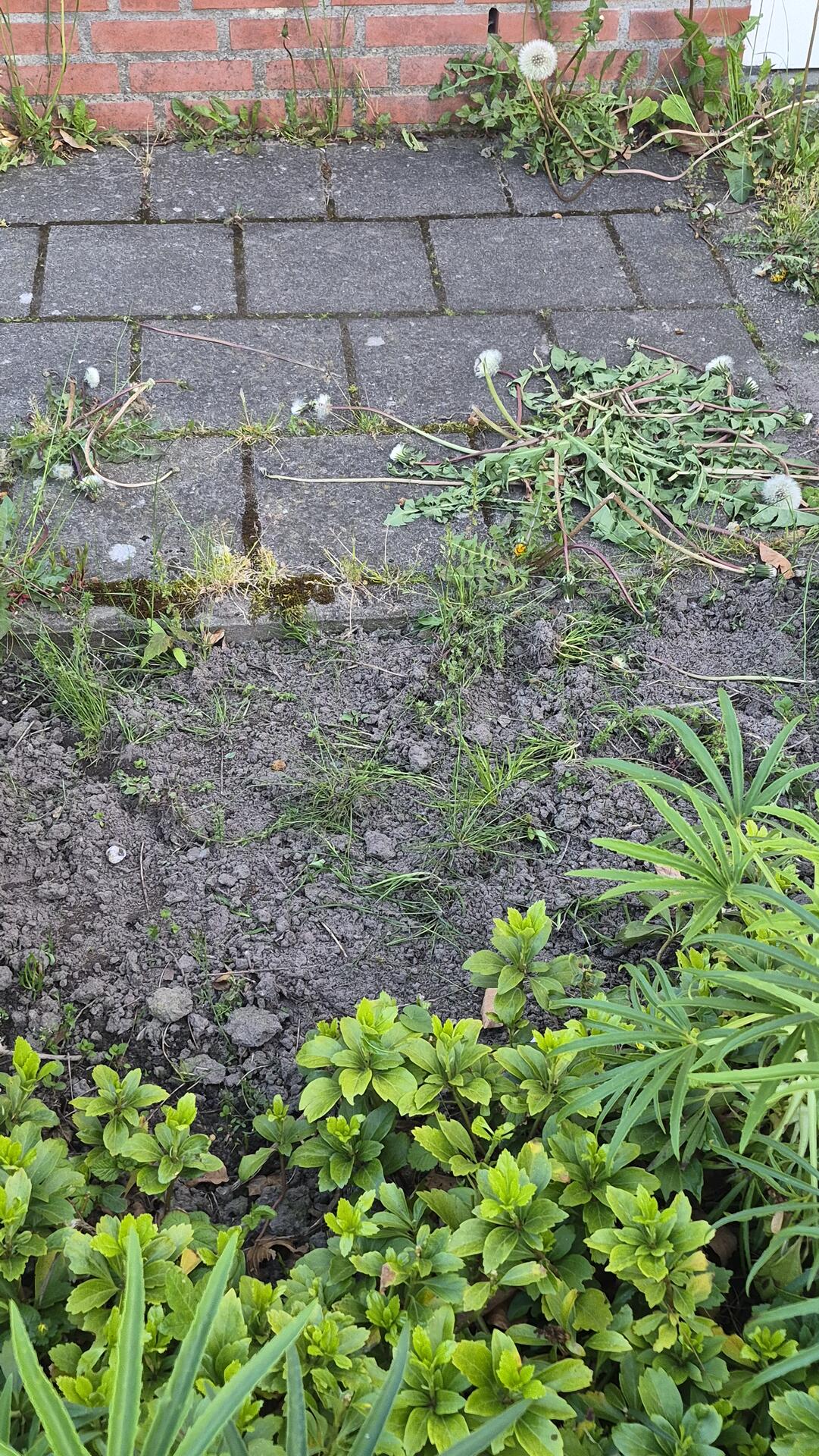 Foto bij melding 5129669 · Openbaar groen