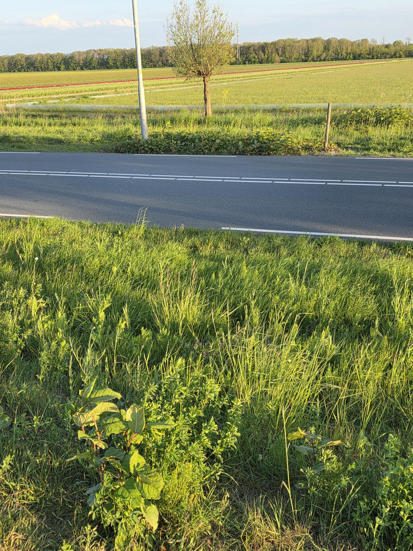 Foto bij melding 5088607 · Groenonderhoud