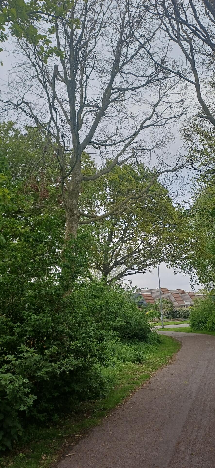 Foto bij melding 5073352 · Groenonderhoud
