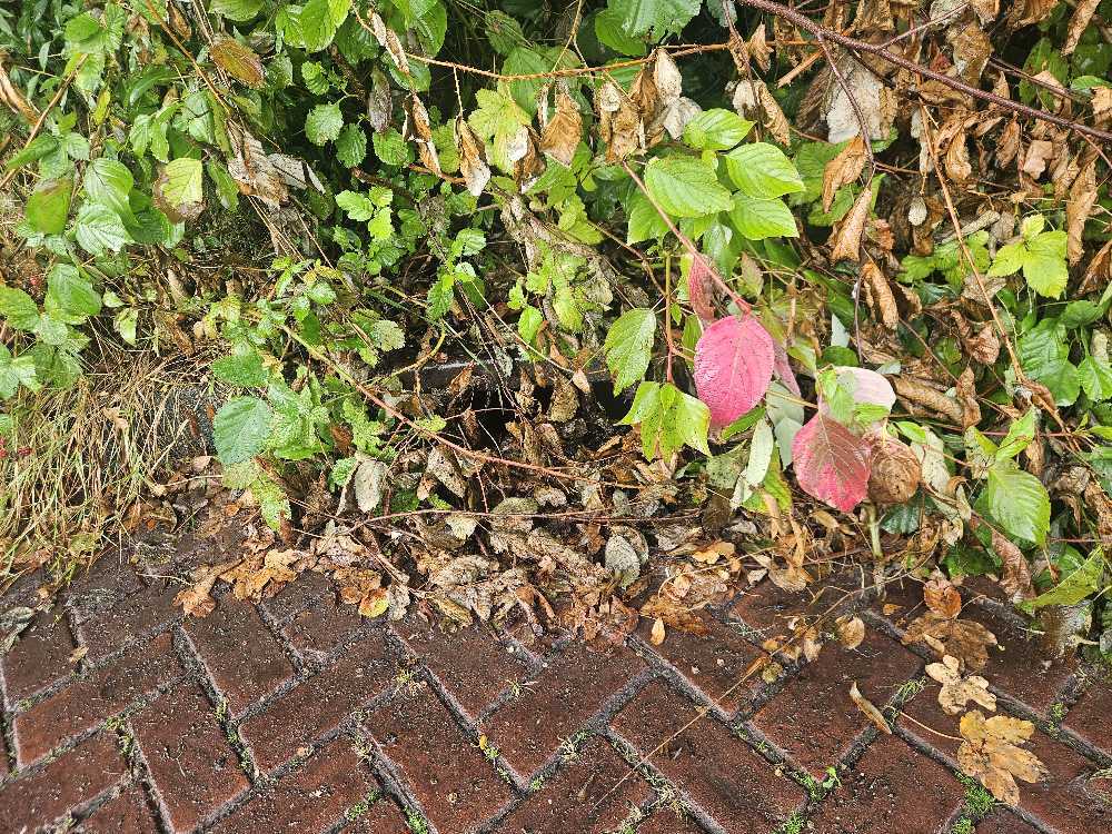 Foto bij melding 5540077 · Riolering