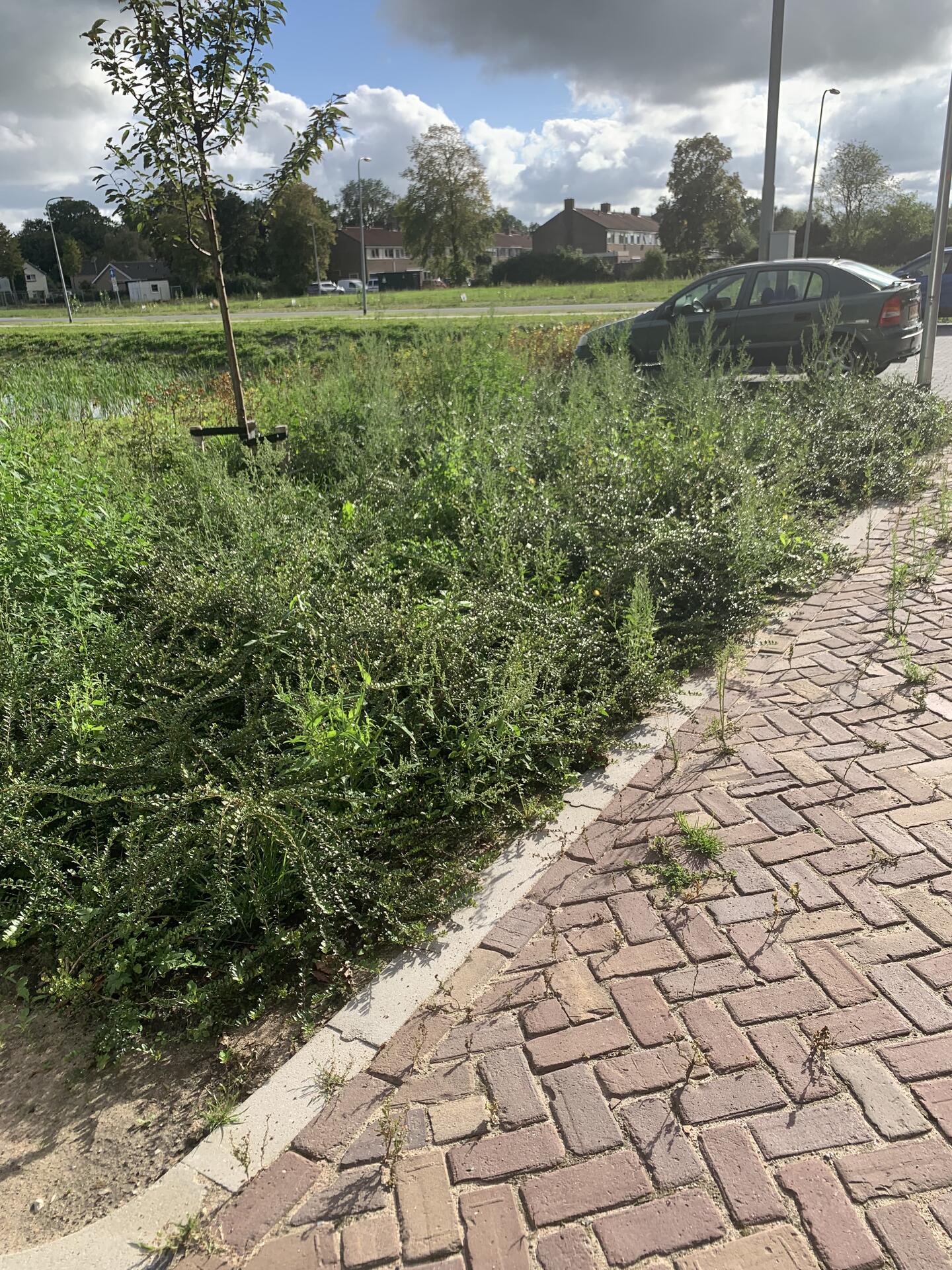 Foto bij melding 5613025 · Openbaar groen