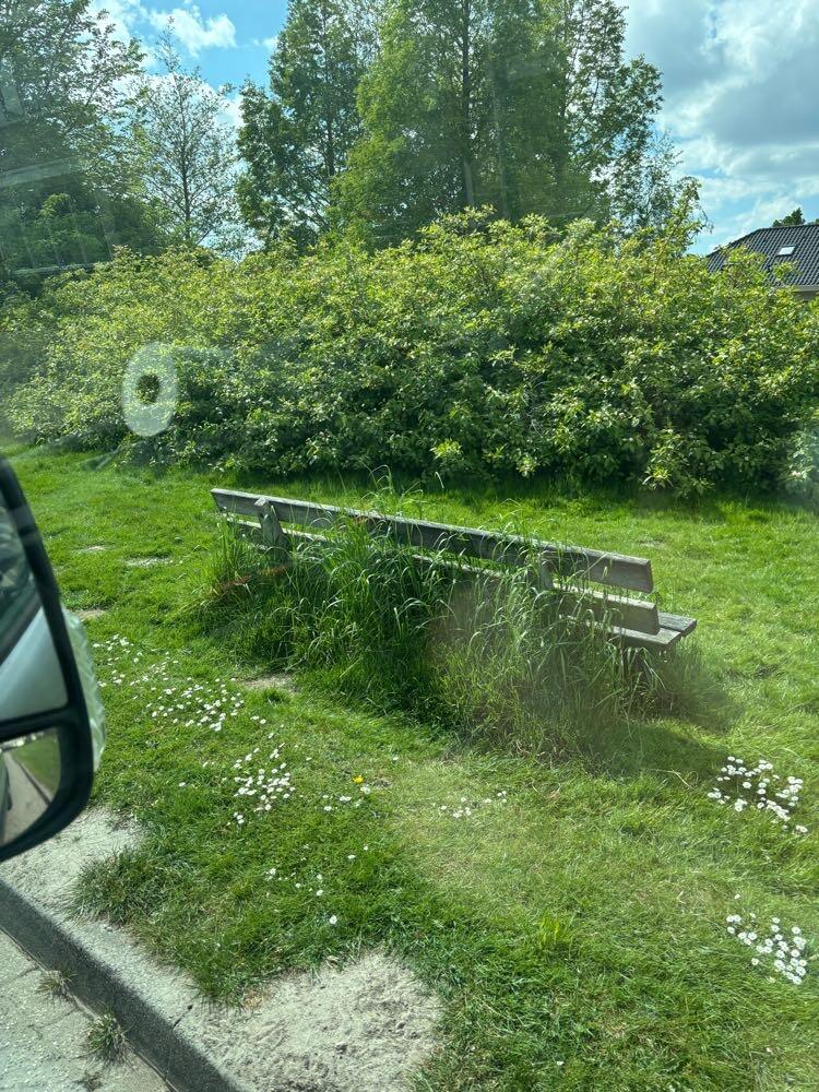 Foto bij melding 5091139 · Openbaar groen