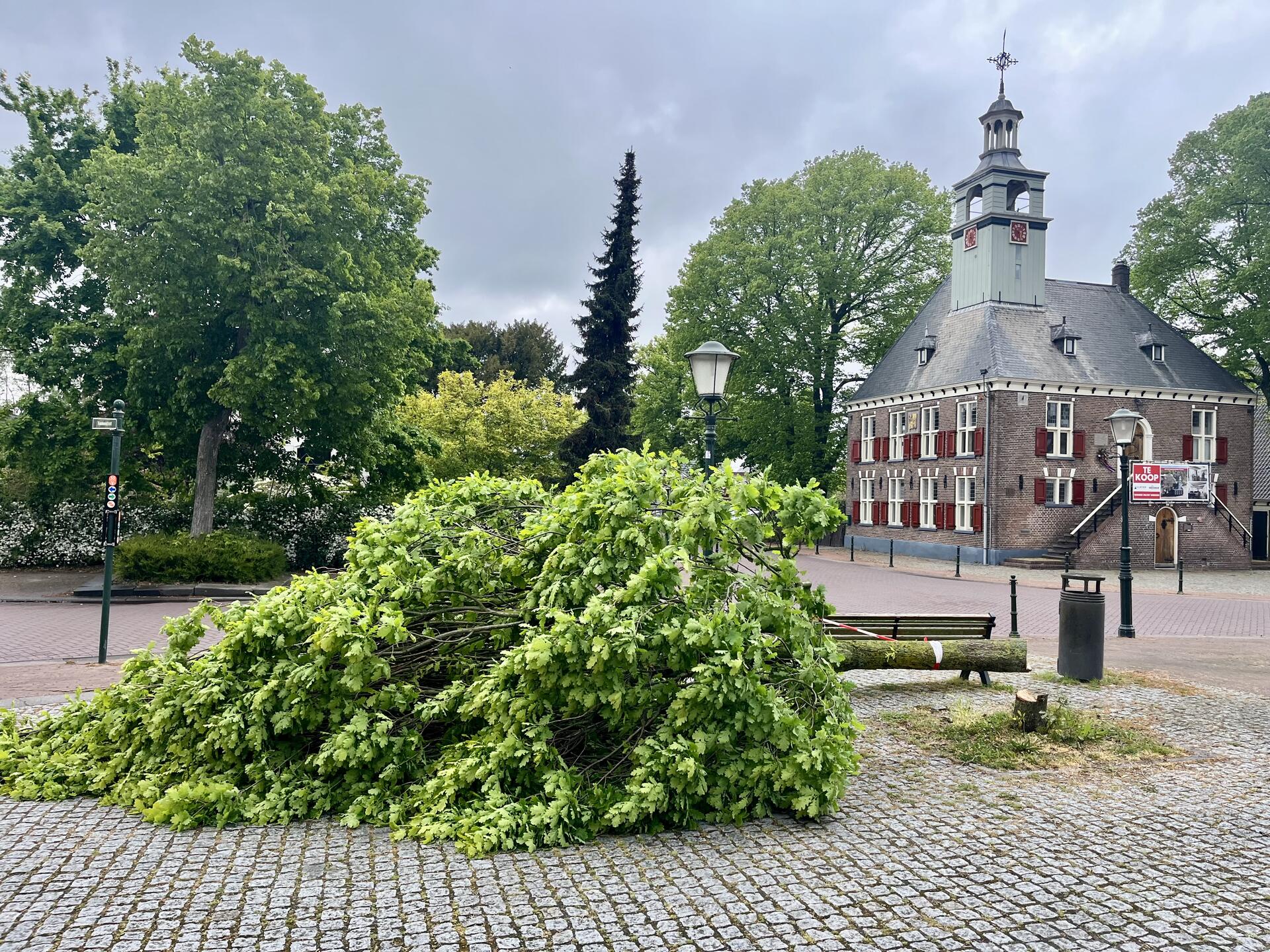 Foto bij melding 5113751 · Openbaar groen