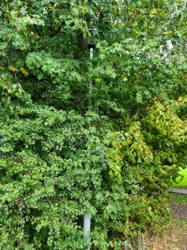Foto bij melding 5711905 · Openbaar groen