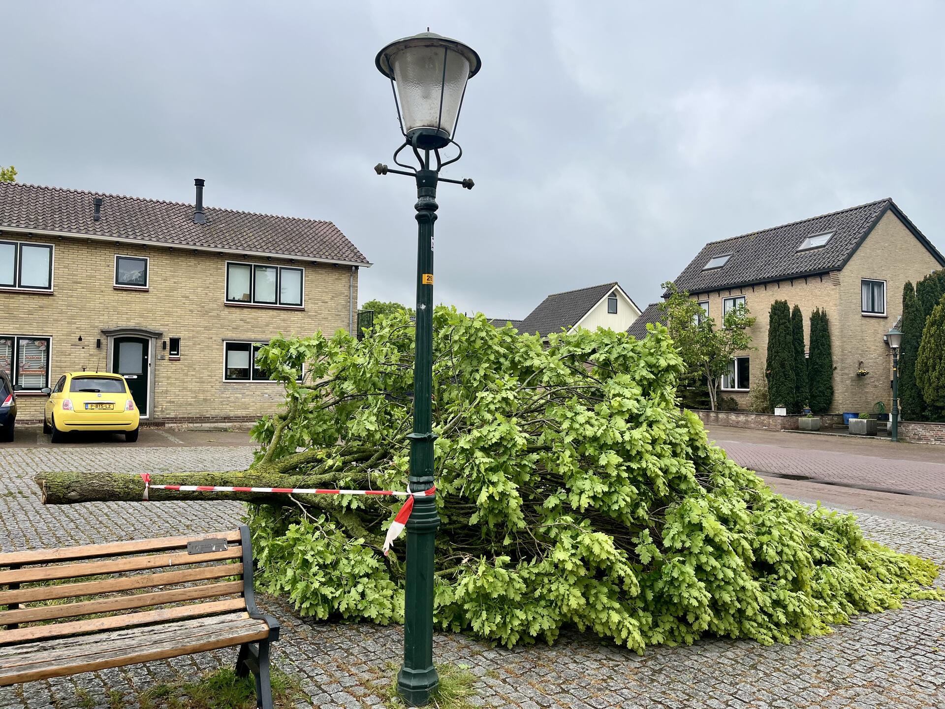 Foto bij melding 5113751 · Openbaar groen