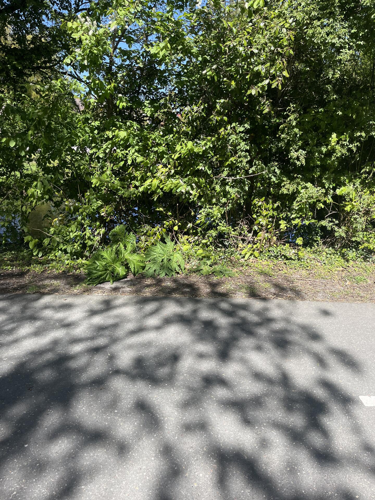 Foto bij melding 5059575 · Groenonderhoud