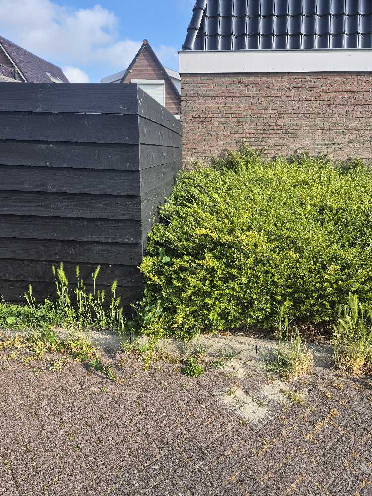 Foto bij melding 5091393 · Openbaar groen