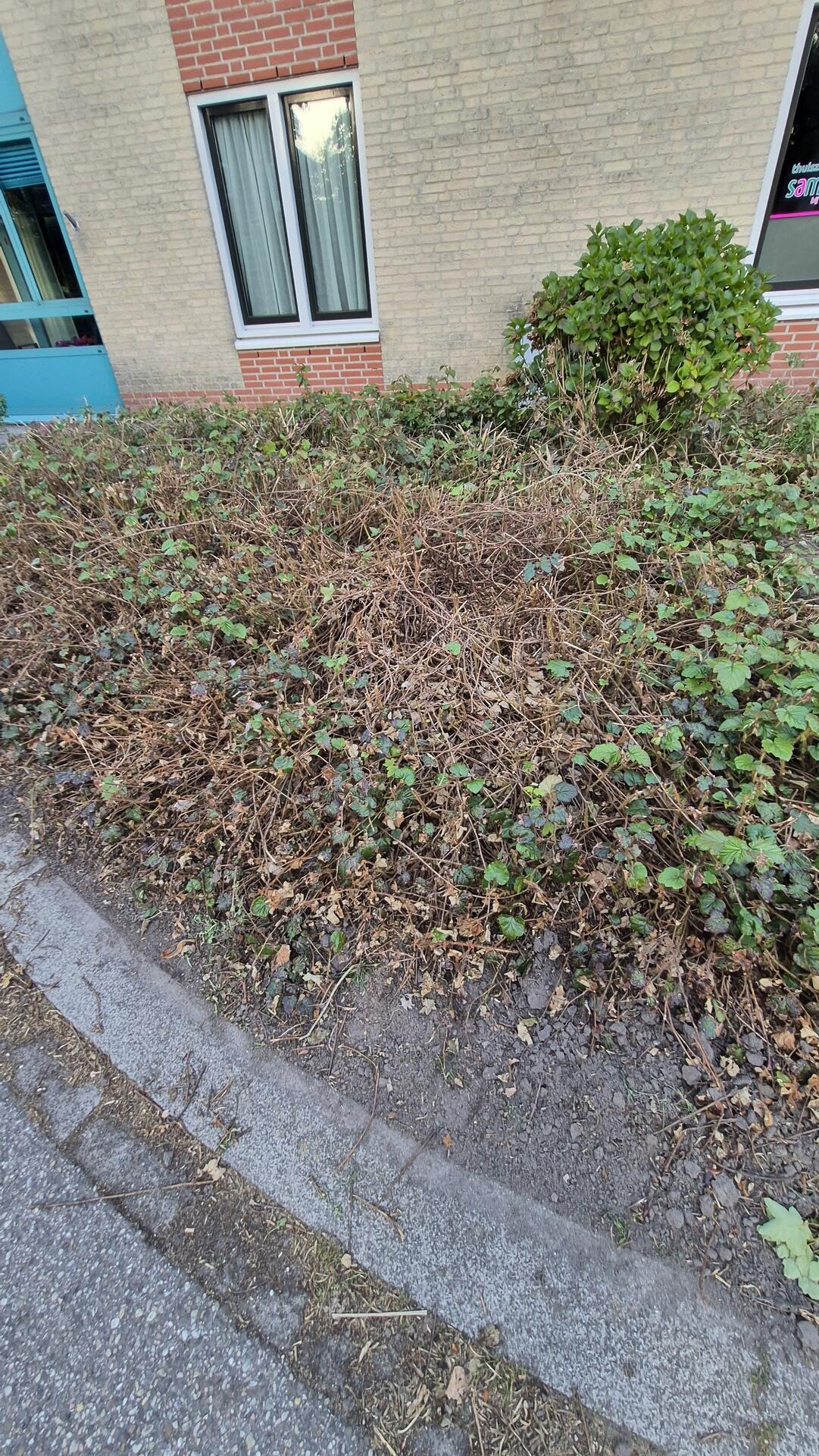 Foto bij melding 5129669 · Openbaar groen