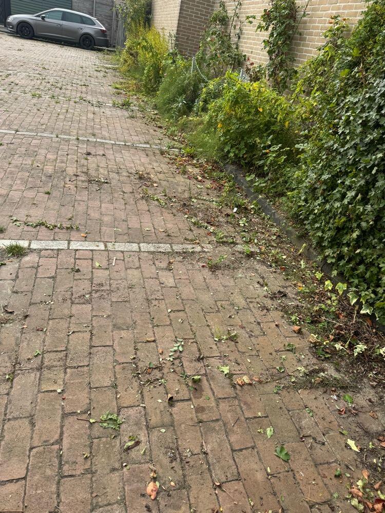 Foto bij melding 5633571 · Openbaar groen