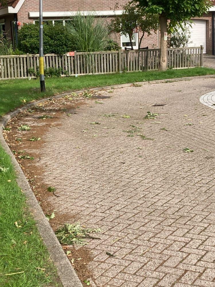 Foto bij melding 5580472 · Openbaar groen