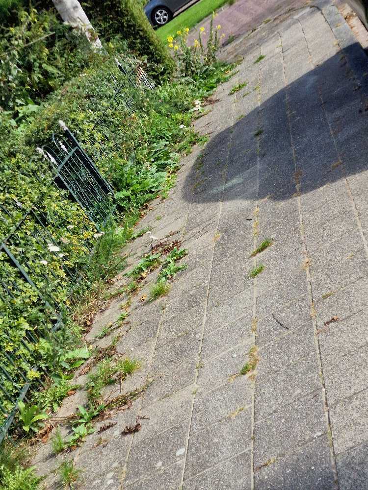 Foto bij melding 5602221 · Openbaar groen