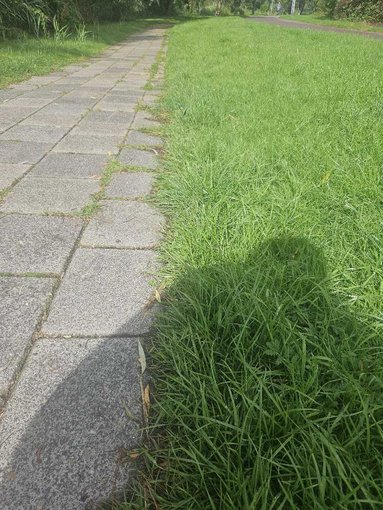 Foto bij melding 5519502 · Groenonderhoud
