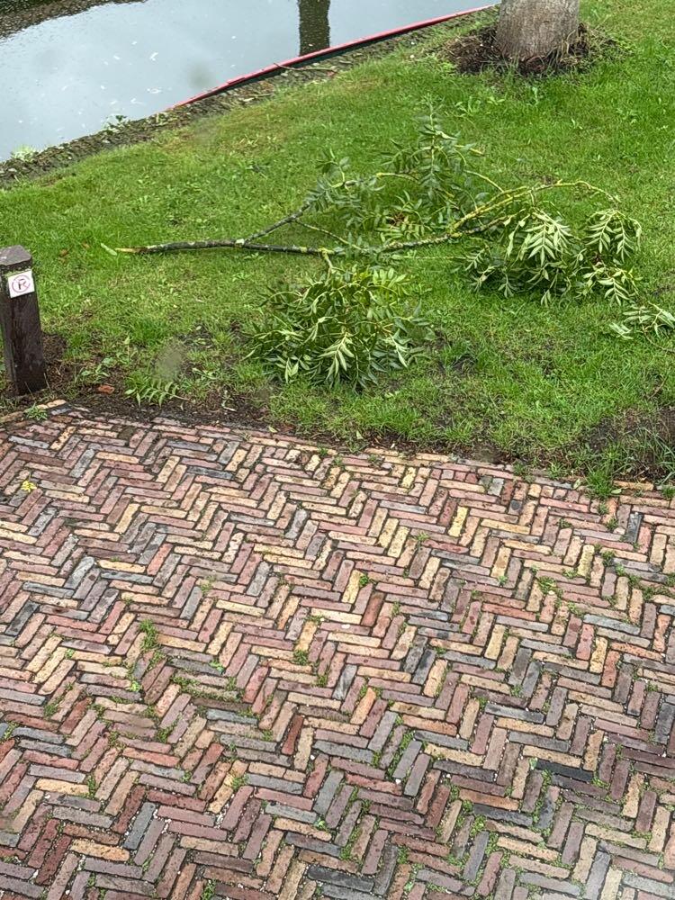 Foto bij melding 5524176 · Groen en bomen