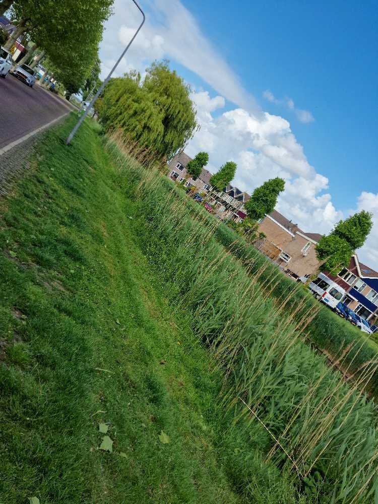 Foto bij melding 5125055 · Openbaar groen