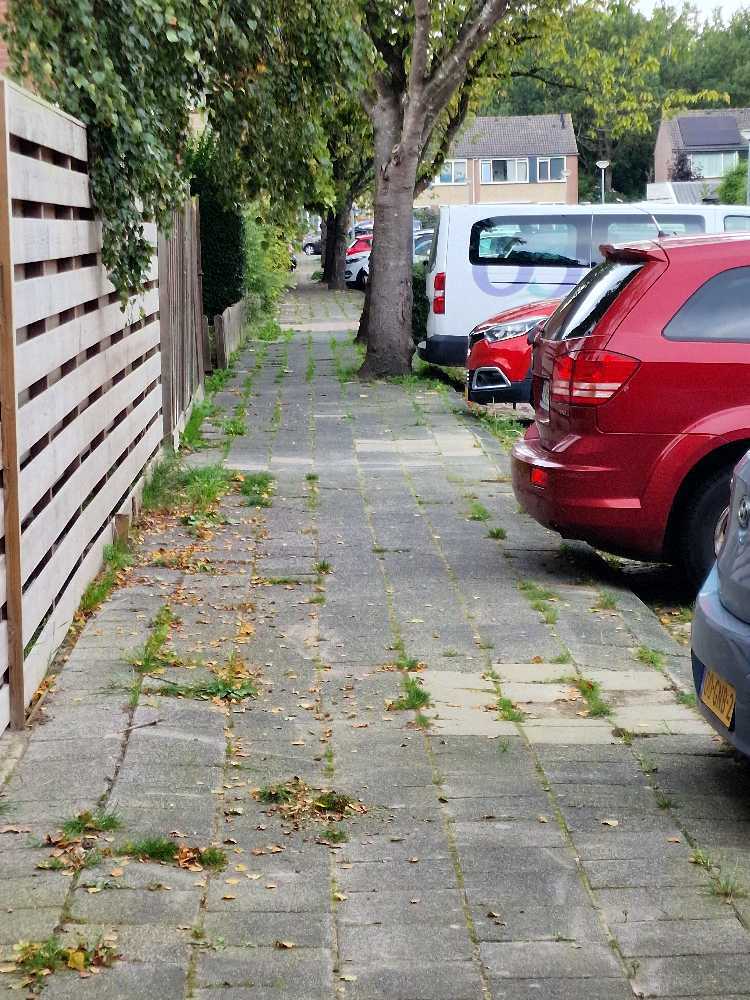 Foto bij melding 5657856 · Openbaar groen