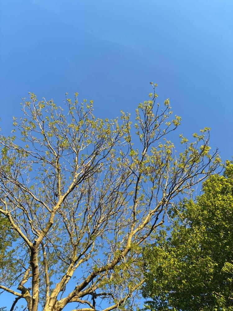 Foto bij melding 5088399 · Openbaar groen