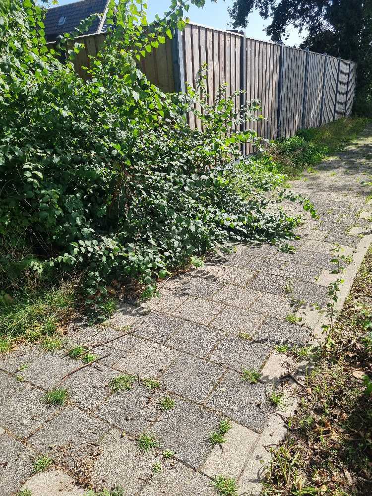 Foto bij melding 5553150 · Openbaar groen