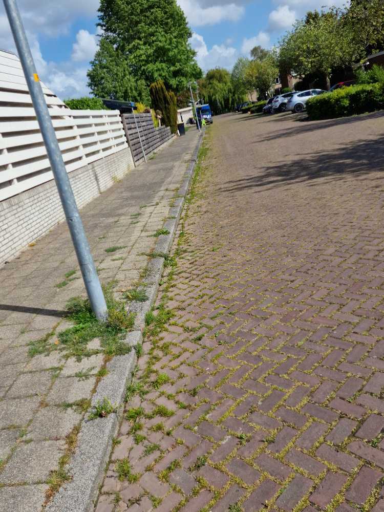 Foto bij melding 5125020 · Openbaar groen