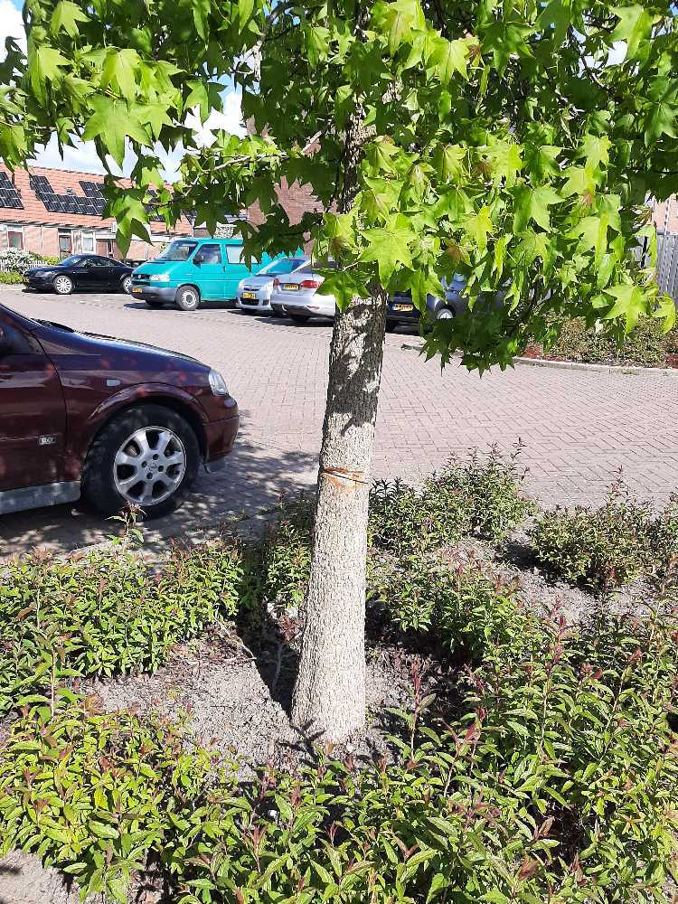 Foto bij melding 5117518 · Openbaar groen
