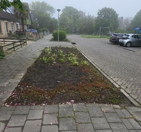 Foto bij melding 5069581 · Openbaar groen