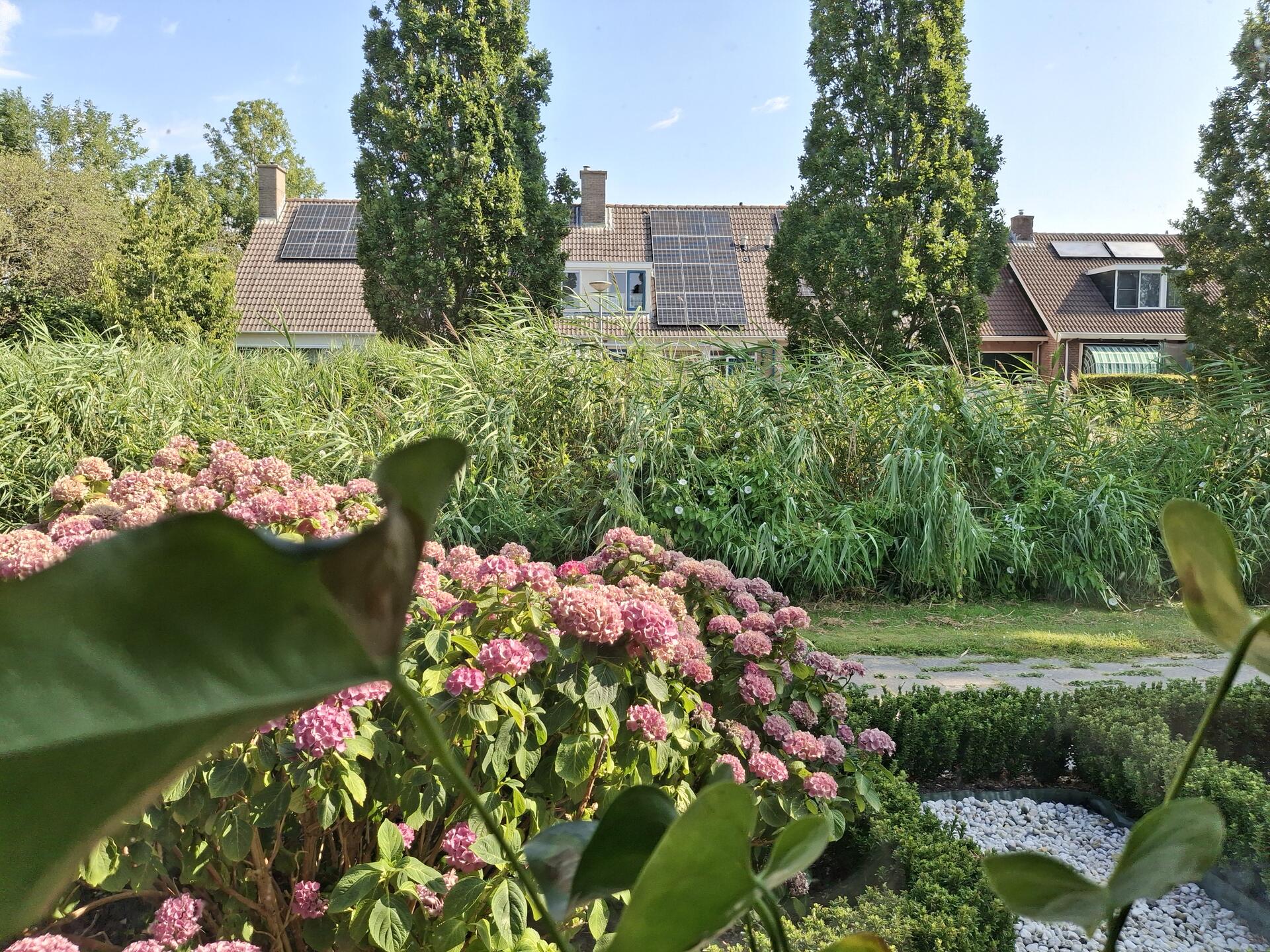 Foto bij melding 5580935 · Openbaar groen