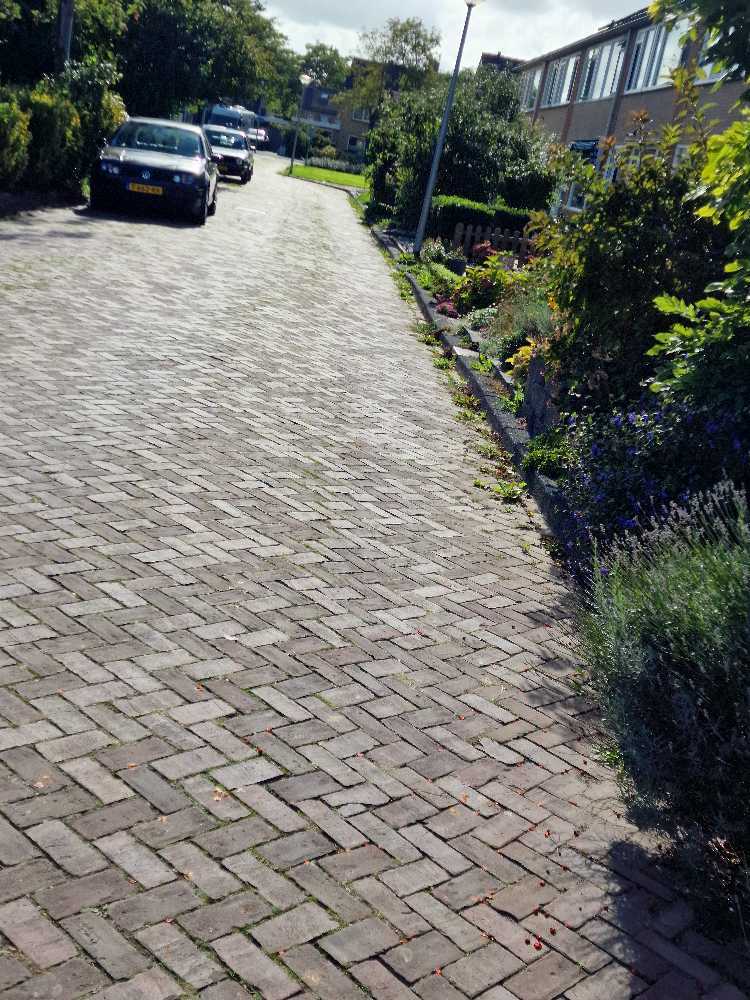 Foto bij melding 5602117 · Openbaar groen