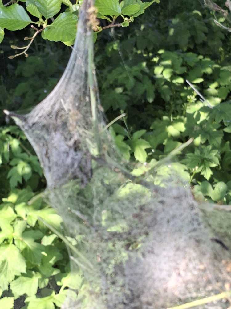 Foto bij melding 5132762 · Openbaar groen