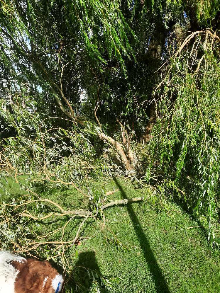 Foto bij melding 5570450 · Openbaar groen