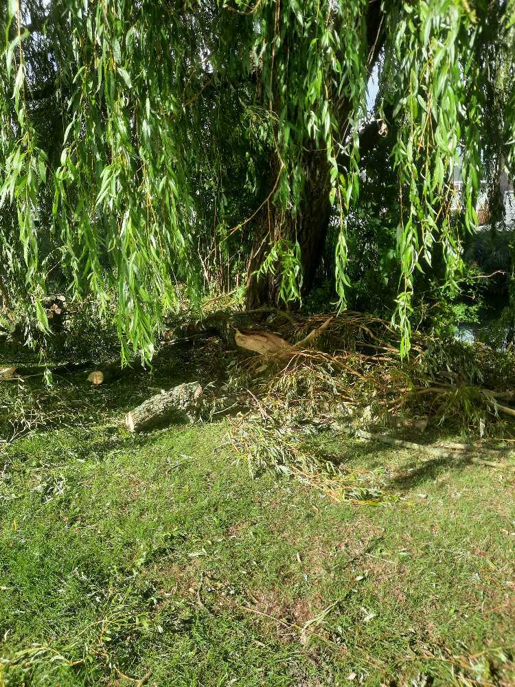 Foto bij melding 5570450 · Openbaar groen