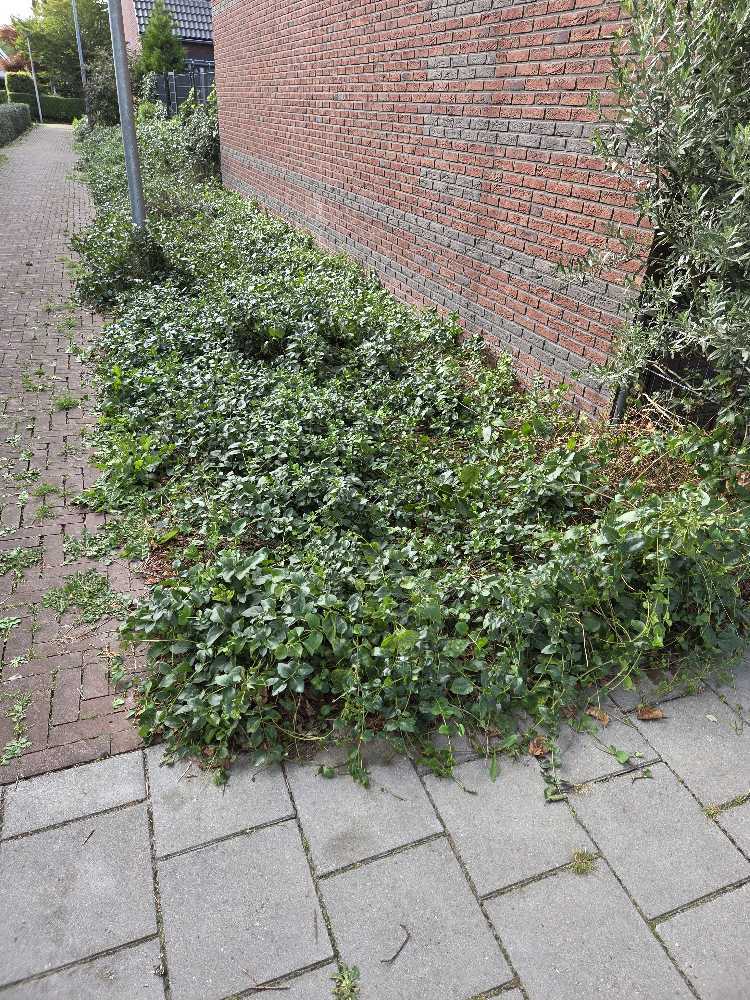 Foto bij melding 5535289 · Openbaar groen