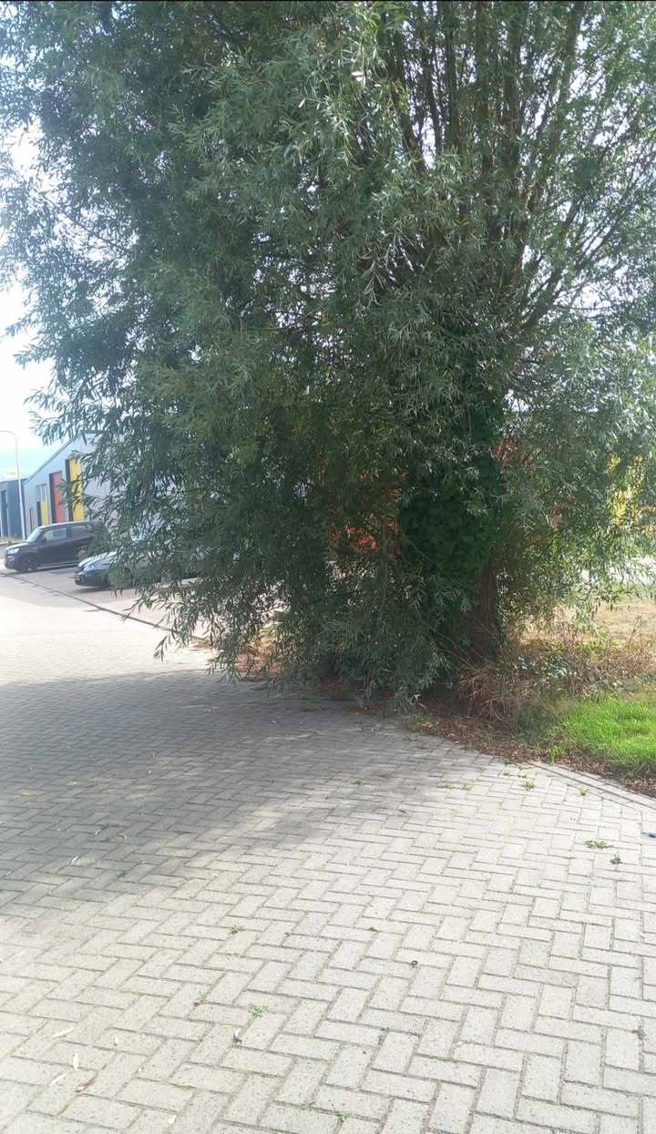Foto bij melding 5567063 · Openbaar groen