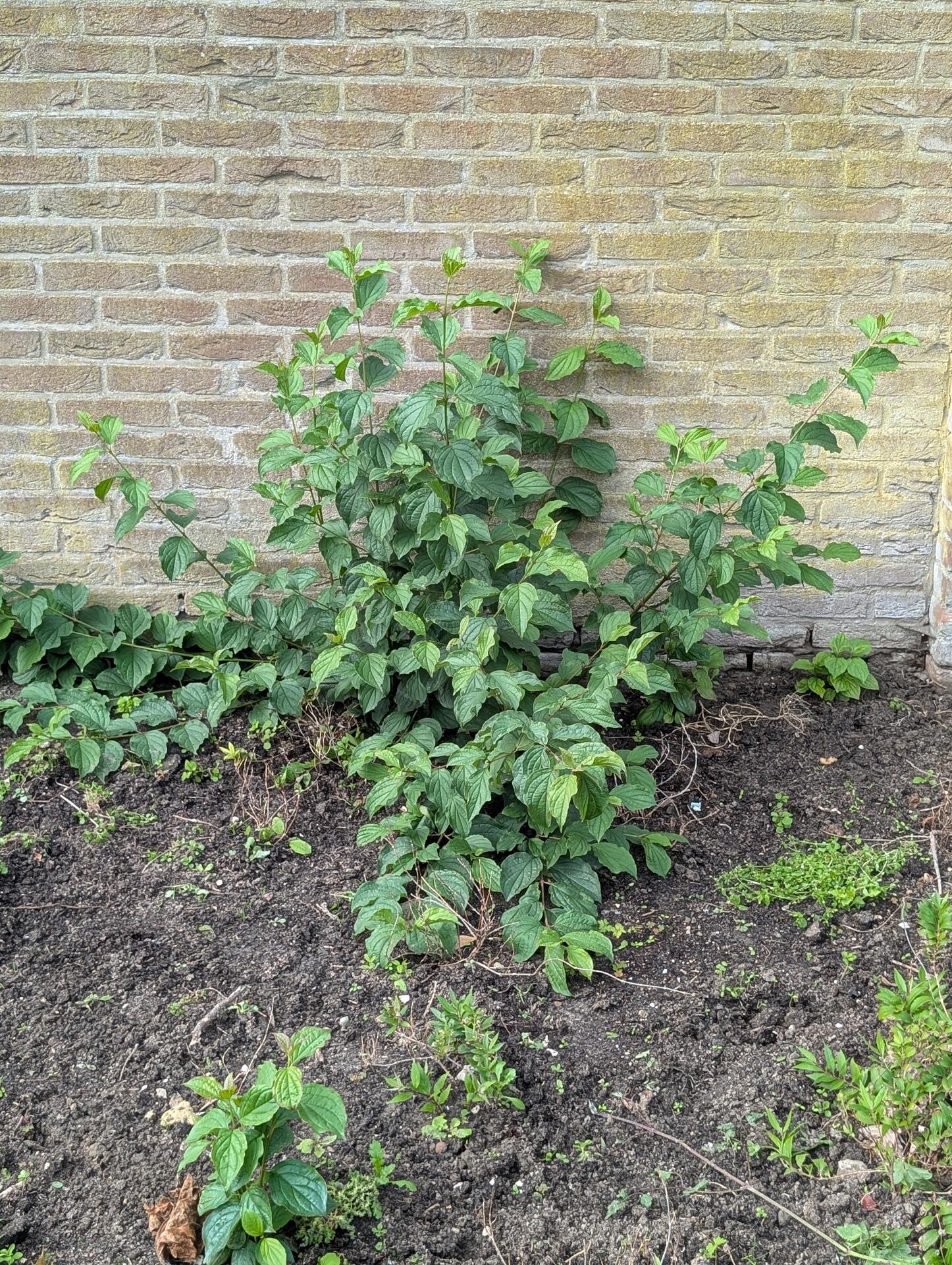 Foto bij melding 5568884 · Openbaar groen